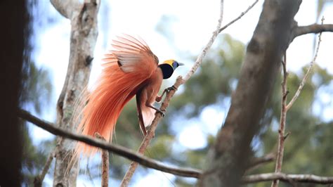 天堂鳥 鳥類|【動物世界】世界上最有潔癖的鳥